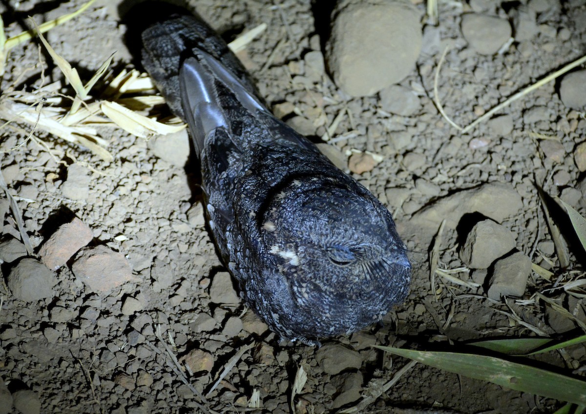 Band-winged Nightjar (longirostris) - ML553871651