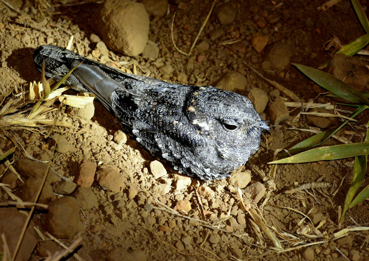 Band-winged Nightjar (longirostris) - Julio Cesar Filipino