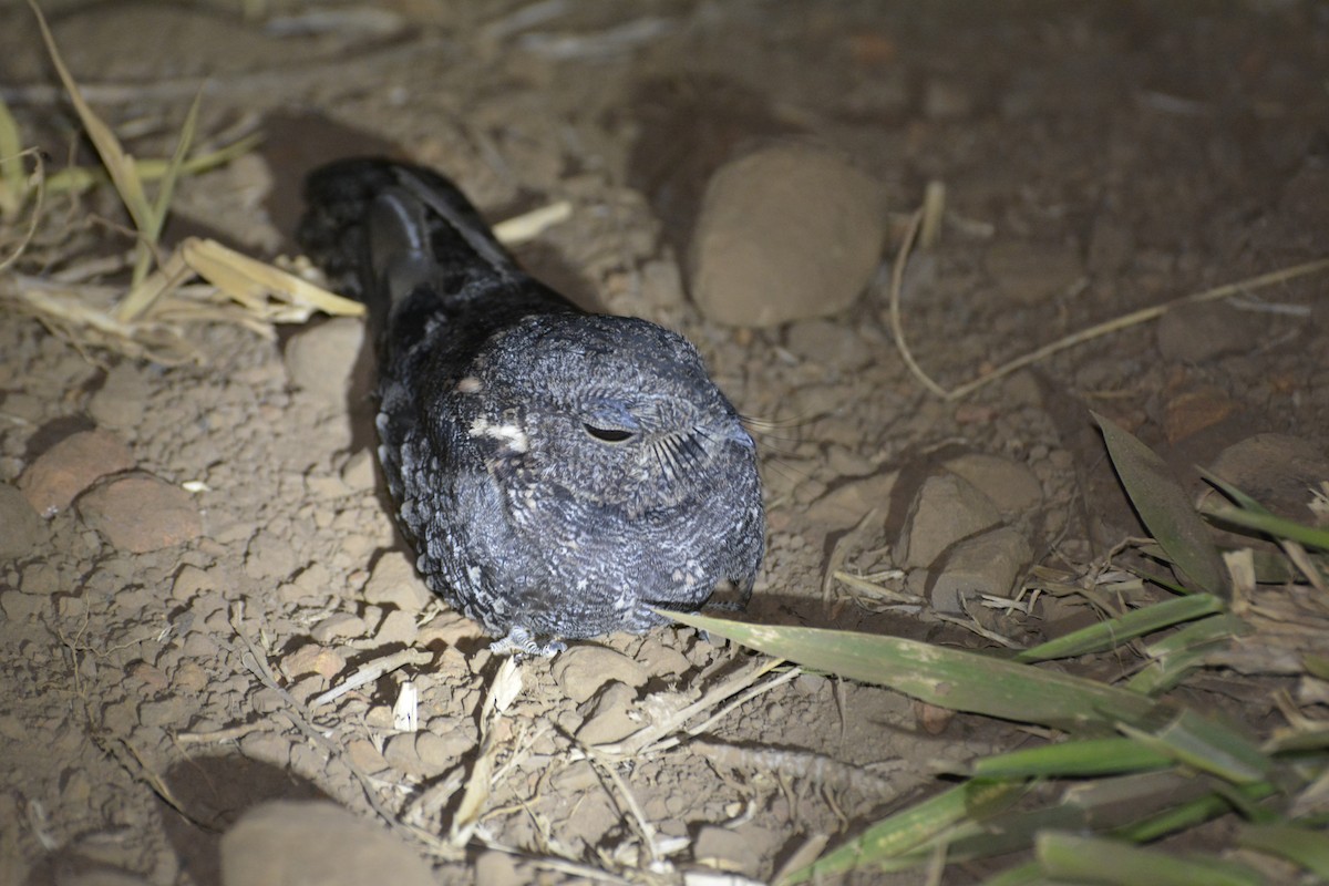 Band-winged Nightjar (longirostris) - ML553871671