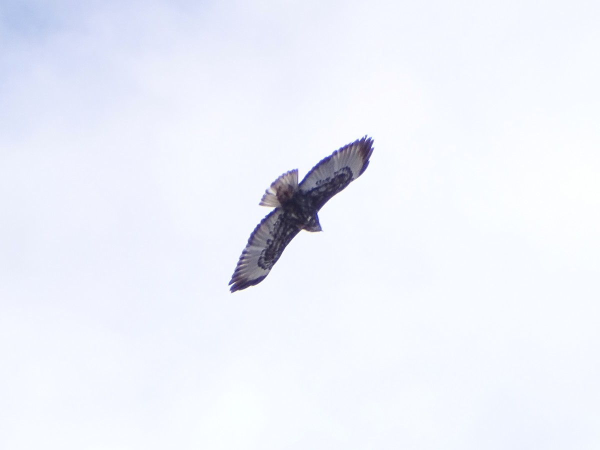 Red-tailed Hawk (Harlan's) - ML553871691