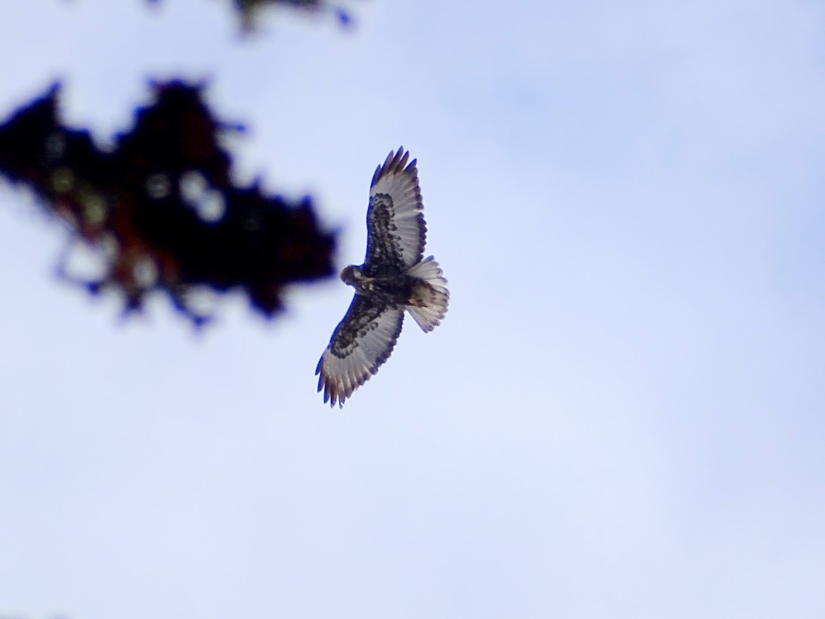 Red-tailed Hawk (Harlan's) - ML553871701