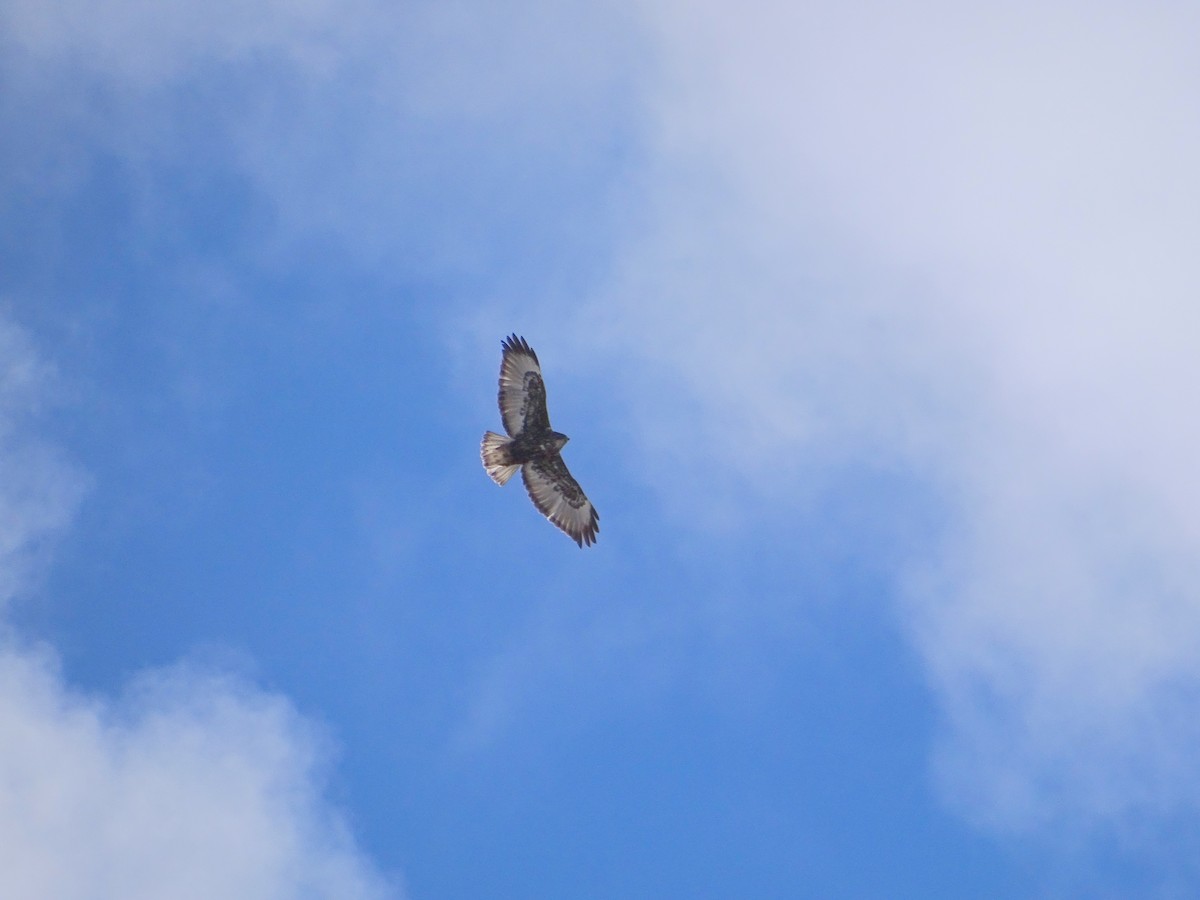 Red-tailed Hawk (Harlan's) - ML553871711