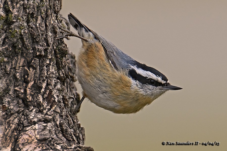 Red-breasted Nuthatch - ML553872281