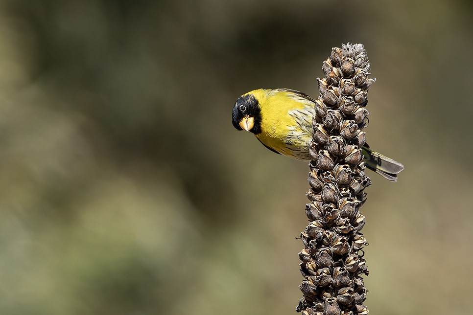 Antillean Siskin - Margo Mora