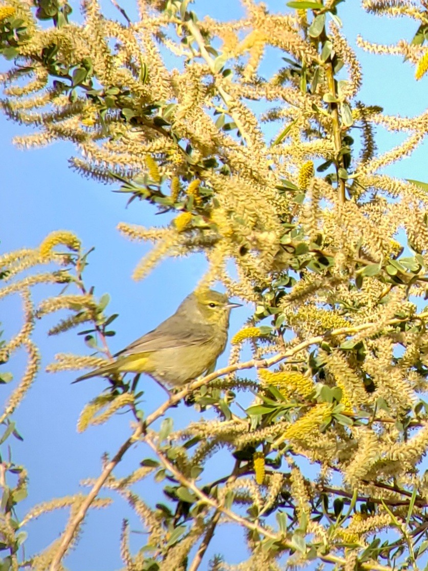 Orange-crowned Warbler - ML553873311