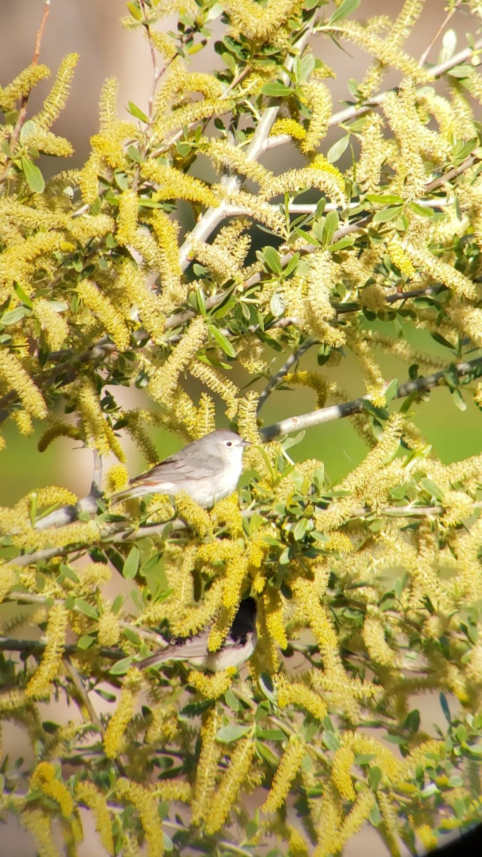 Lucy's Warbler - ML553873641