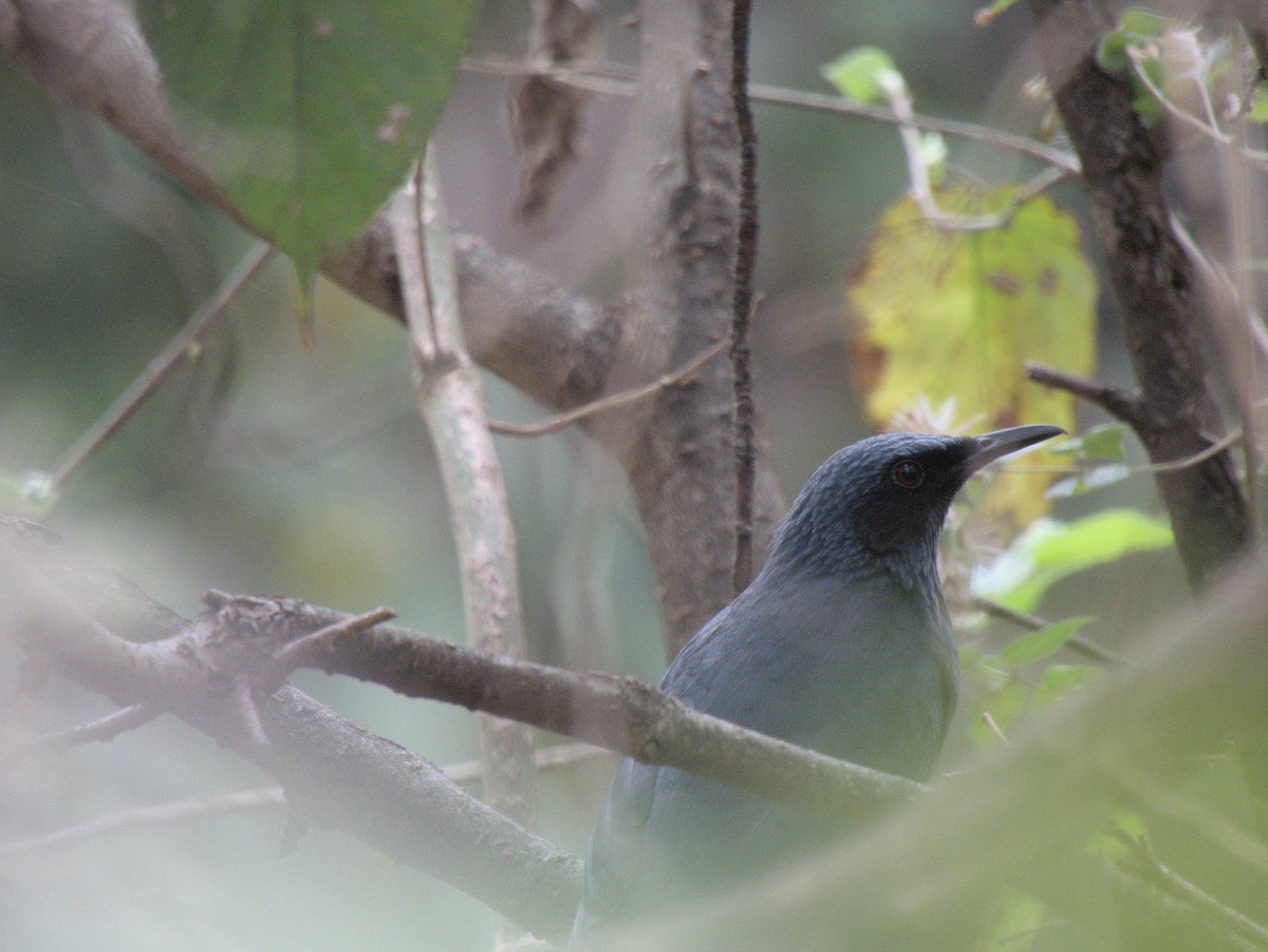 Blue Mockingbird - ML553874731