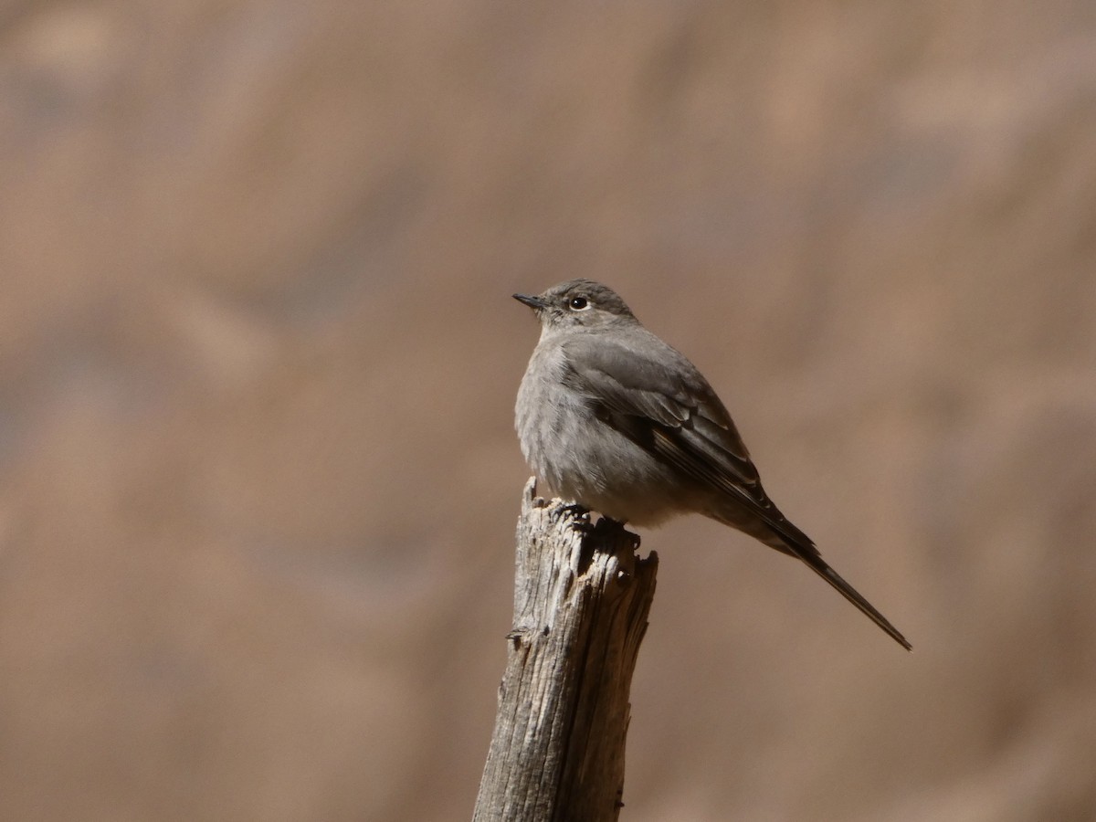 Townsend's Solitaire - ML553877671