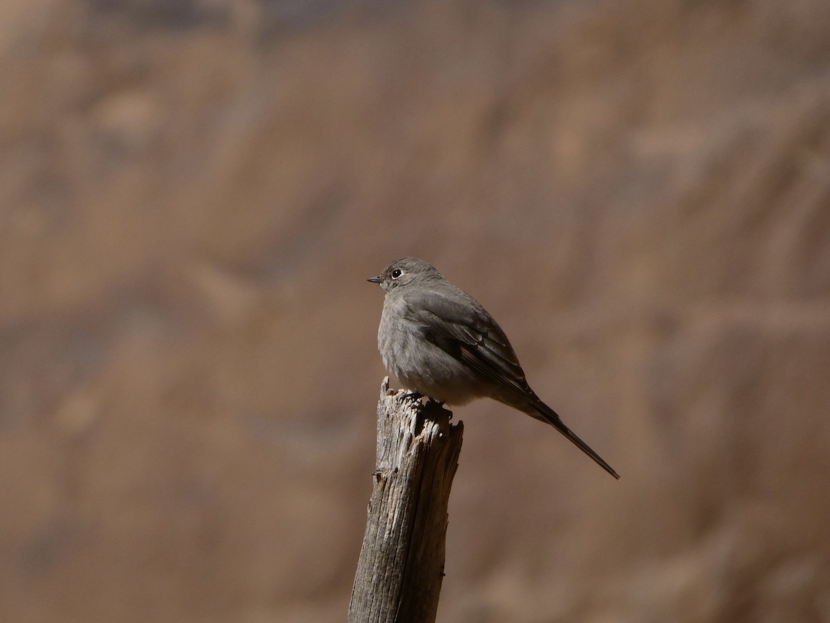 Townsend's Solitaire - ML553877681
