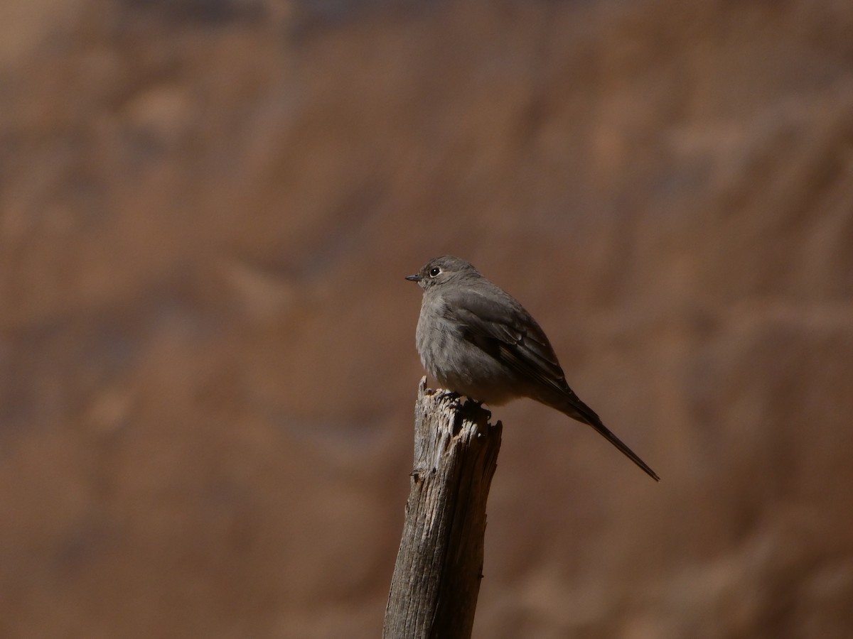 Townsend's Solitaire - ML553877701