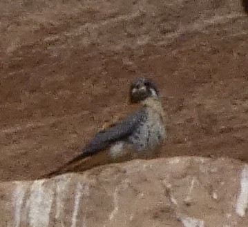 American Kestrel - ML553877771