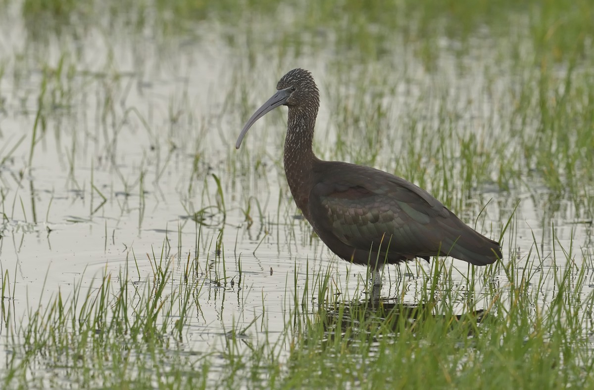 Glossy Ibis - ML553878221