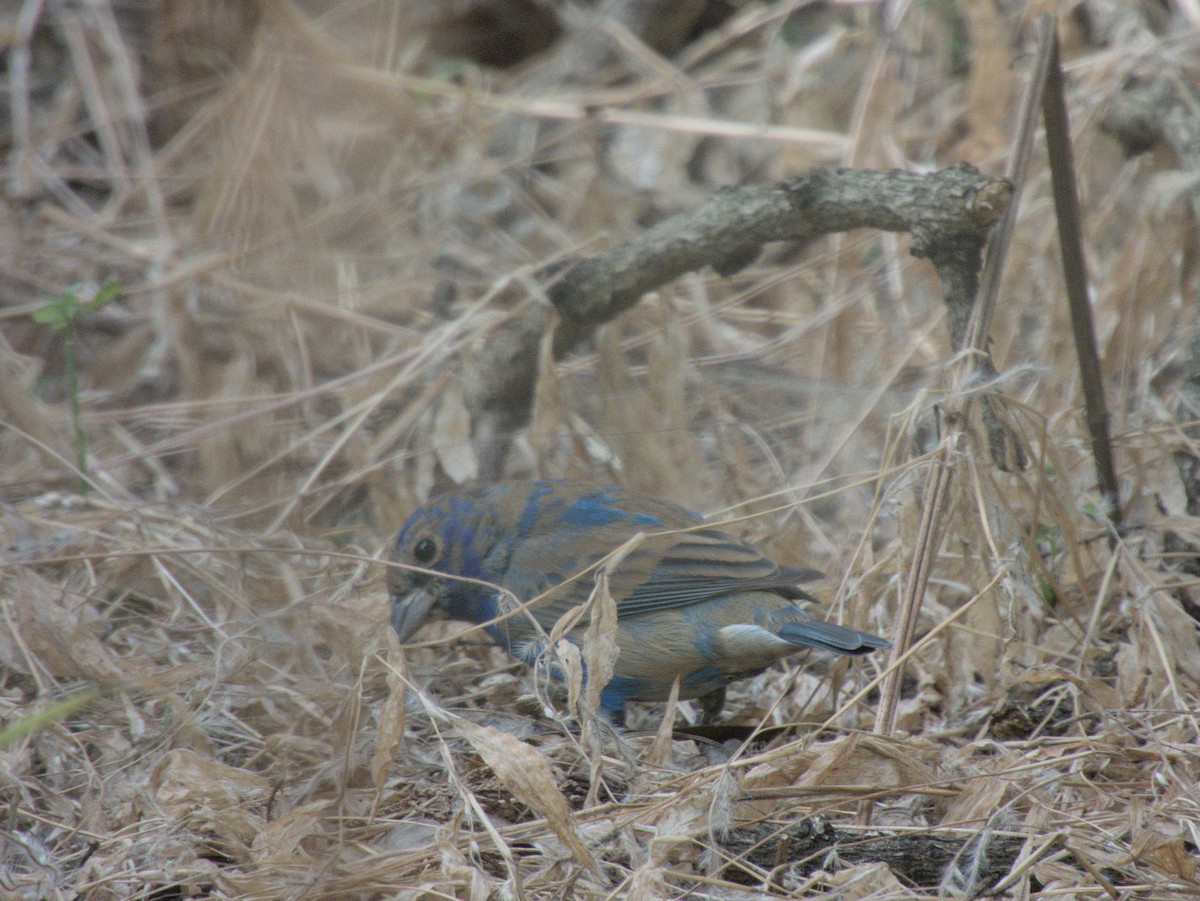 Indigo Bunting - ML553878711