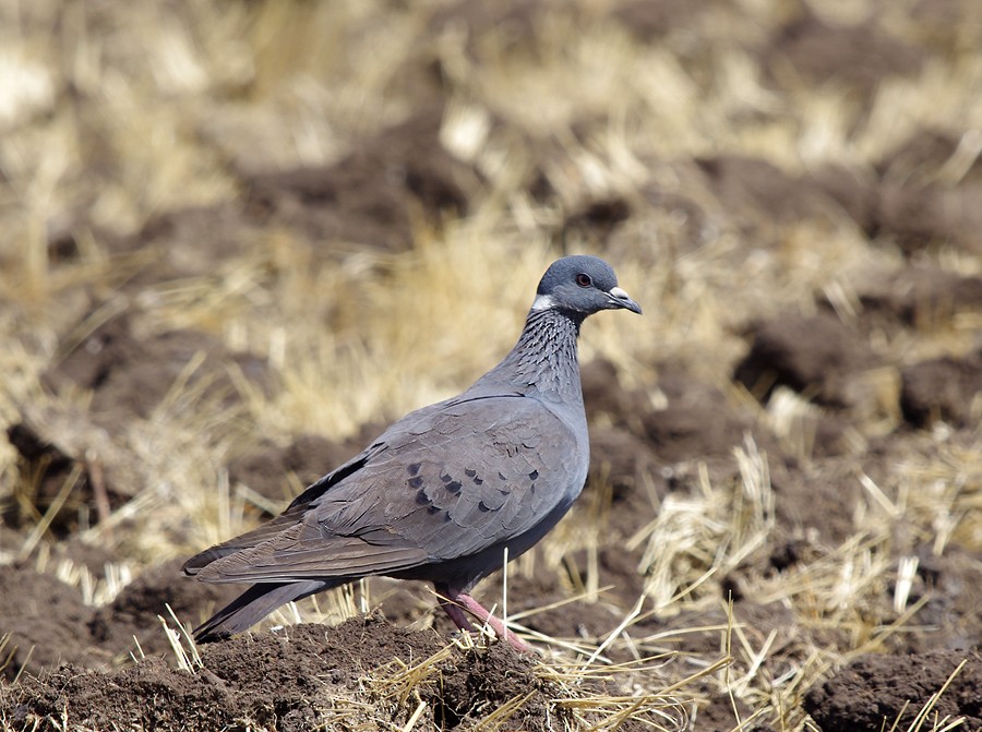 White-collared Pigeon - ML553880331