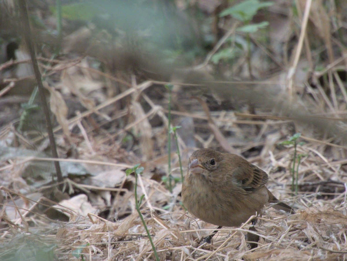 Indigo Bunting - ML553880351