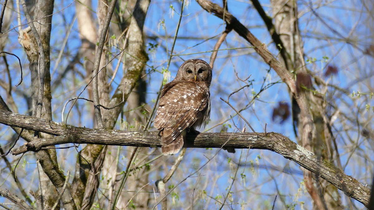 Barred Owl - ML553881421