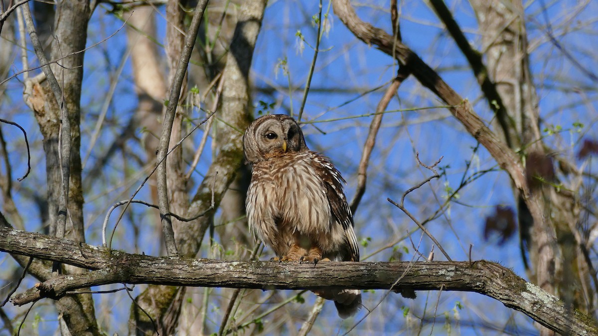 Barred Owl - ML553881511