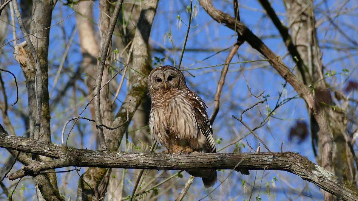 Barred Owl - ML553881561