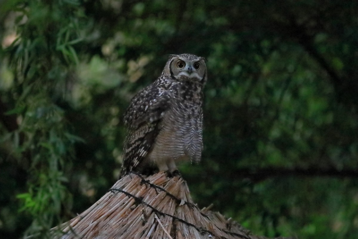 Spotted Eagle-Owl - ML553881621