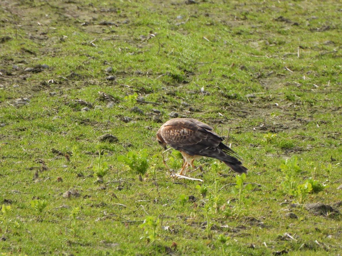 Northern Harrier - Enrico Konig