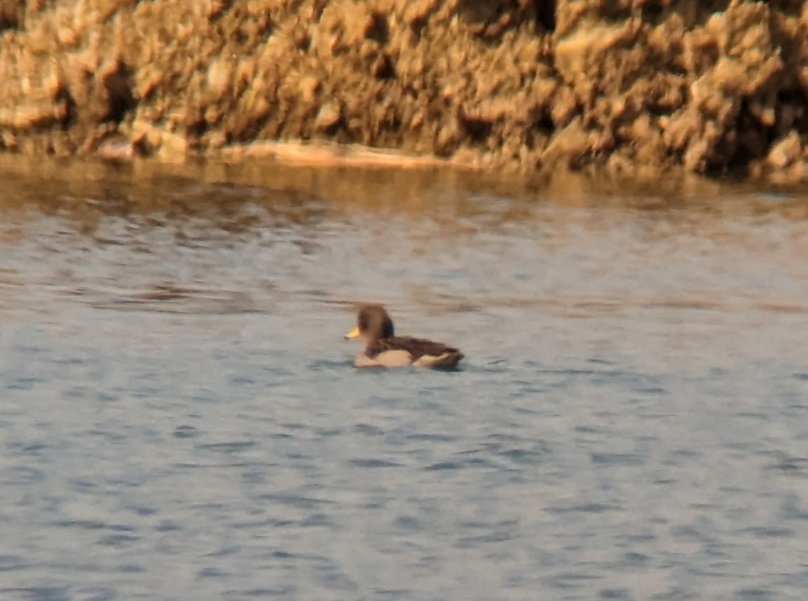 Yellow-billed Teal - ML553884041