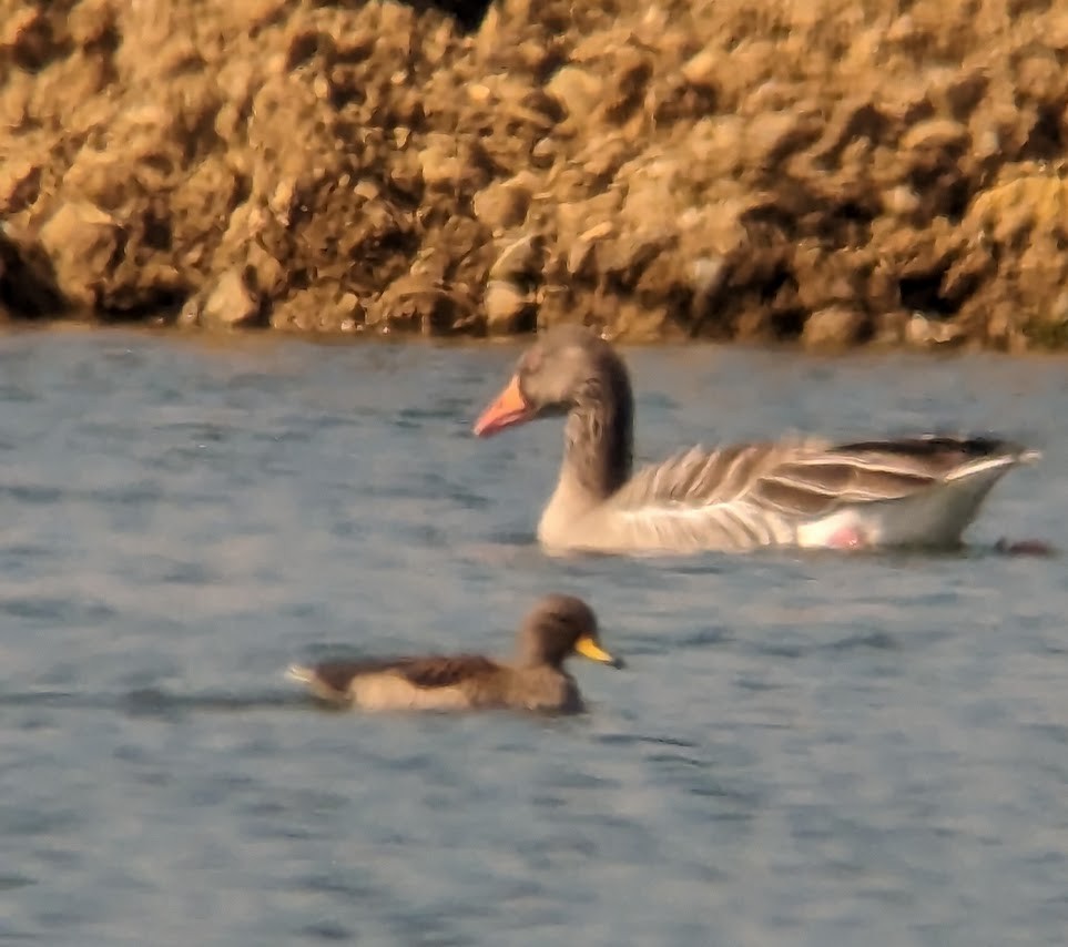 Yellow-billed Teal - ML553884051