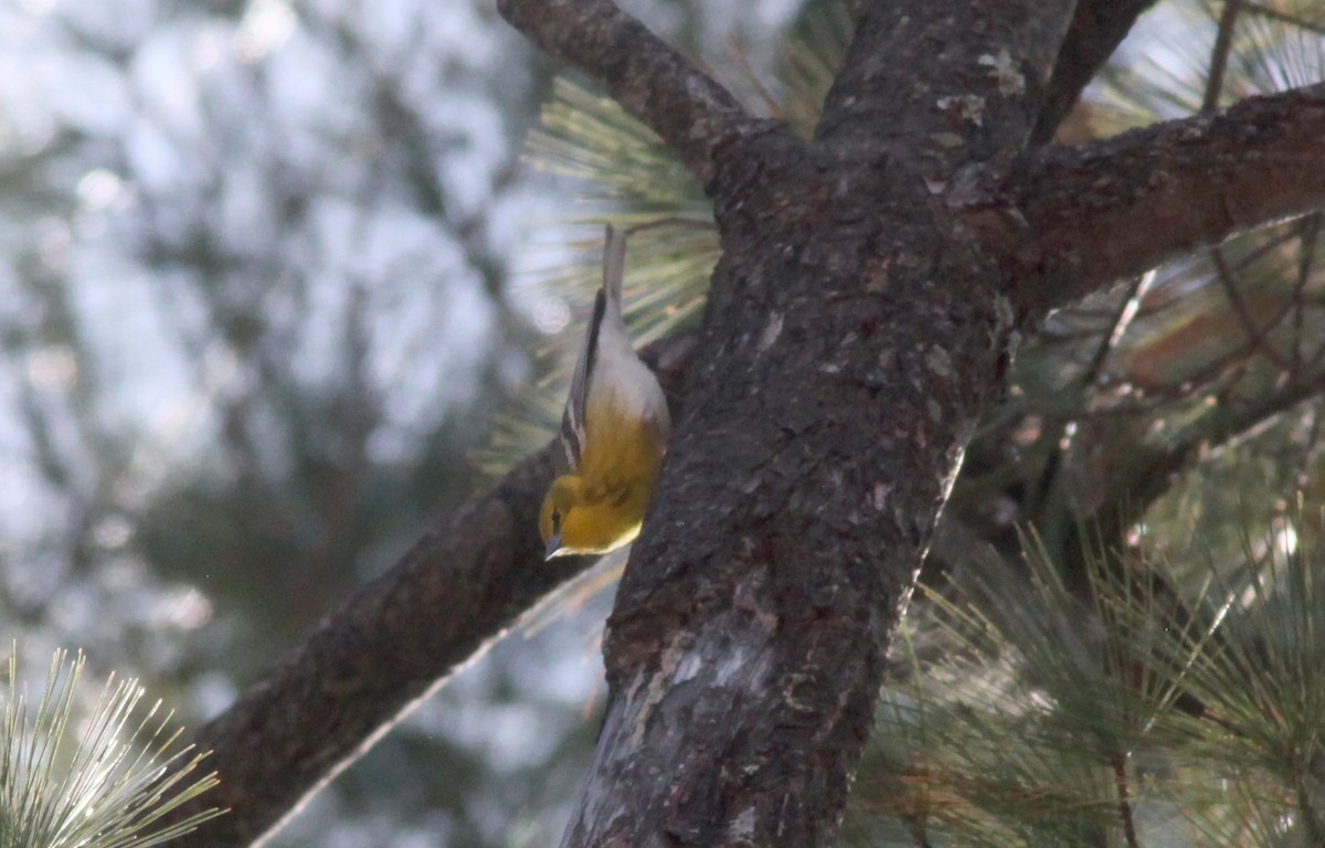 Pine Warbler - ML553884371