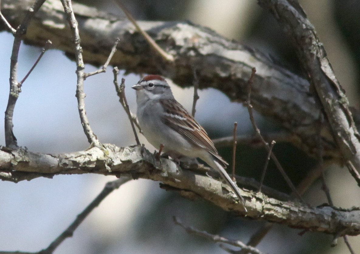 Chipping Sparrow - ML553884411