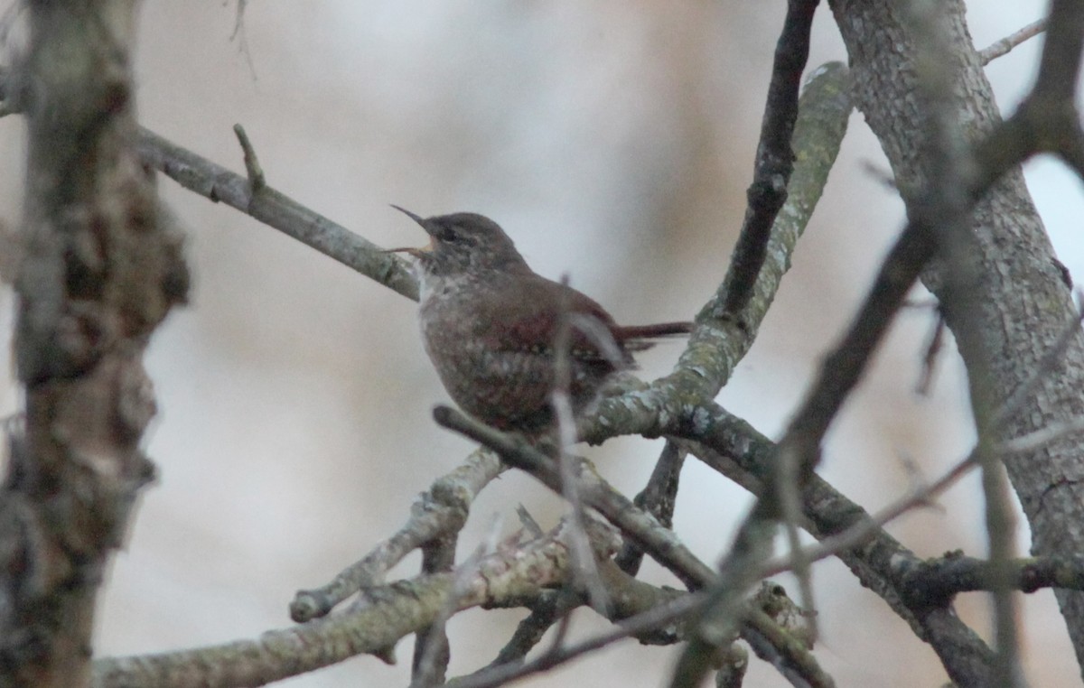 Winter Wren - ML553884461