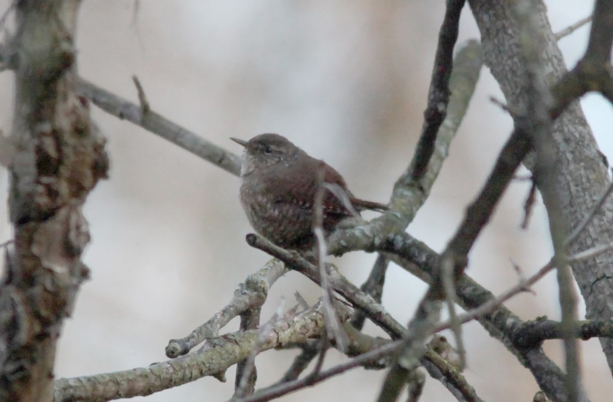 Winter Wren - ML553884471