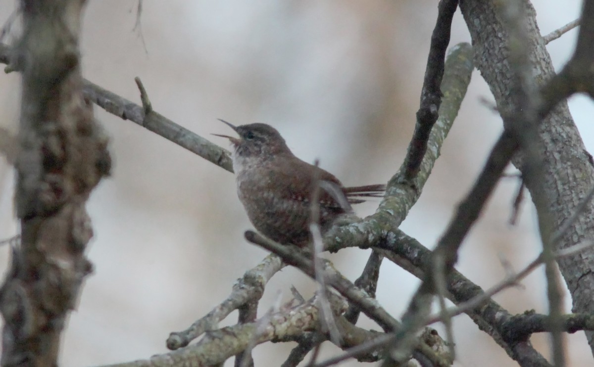 Winter Wren - ML553884481