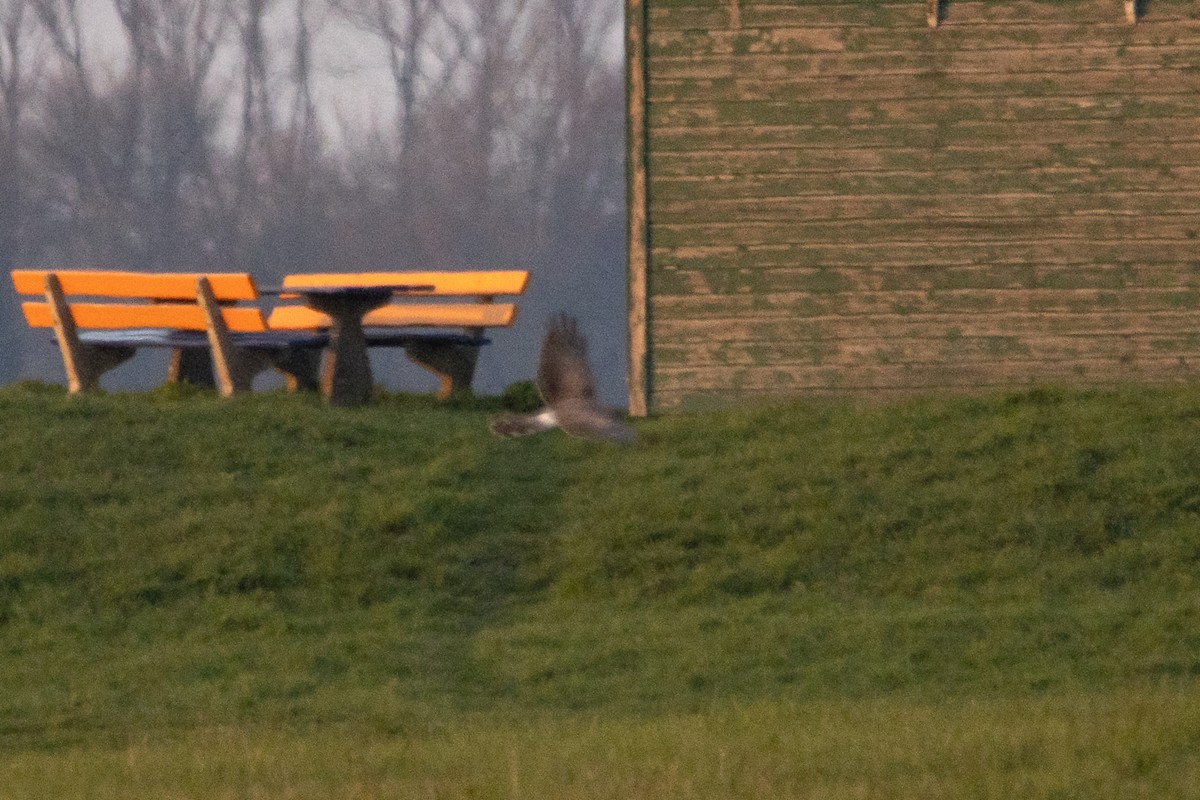 Hen Harrier - ML553884691