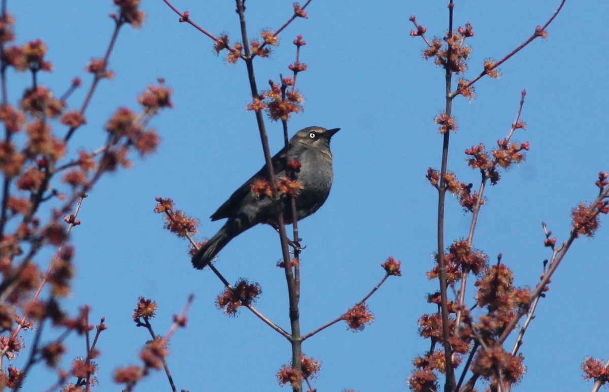 Rusty Blackbird - ML553884791