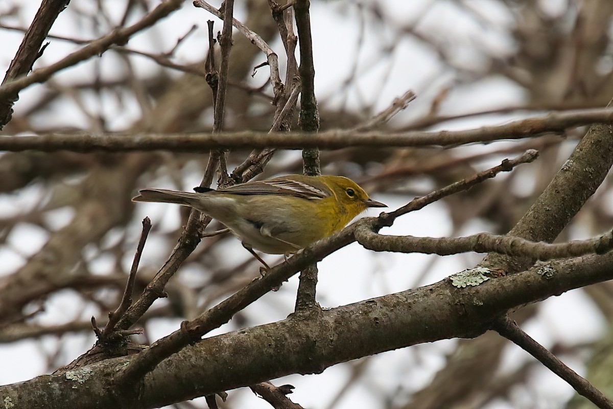 Pine Warbler - Anthony Macchiarola