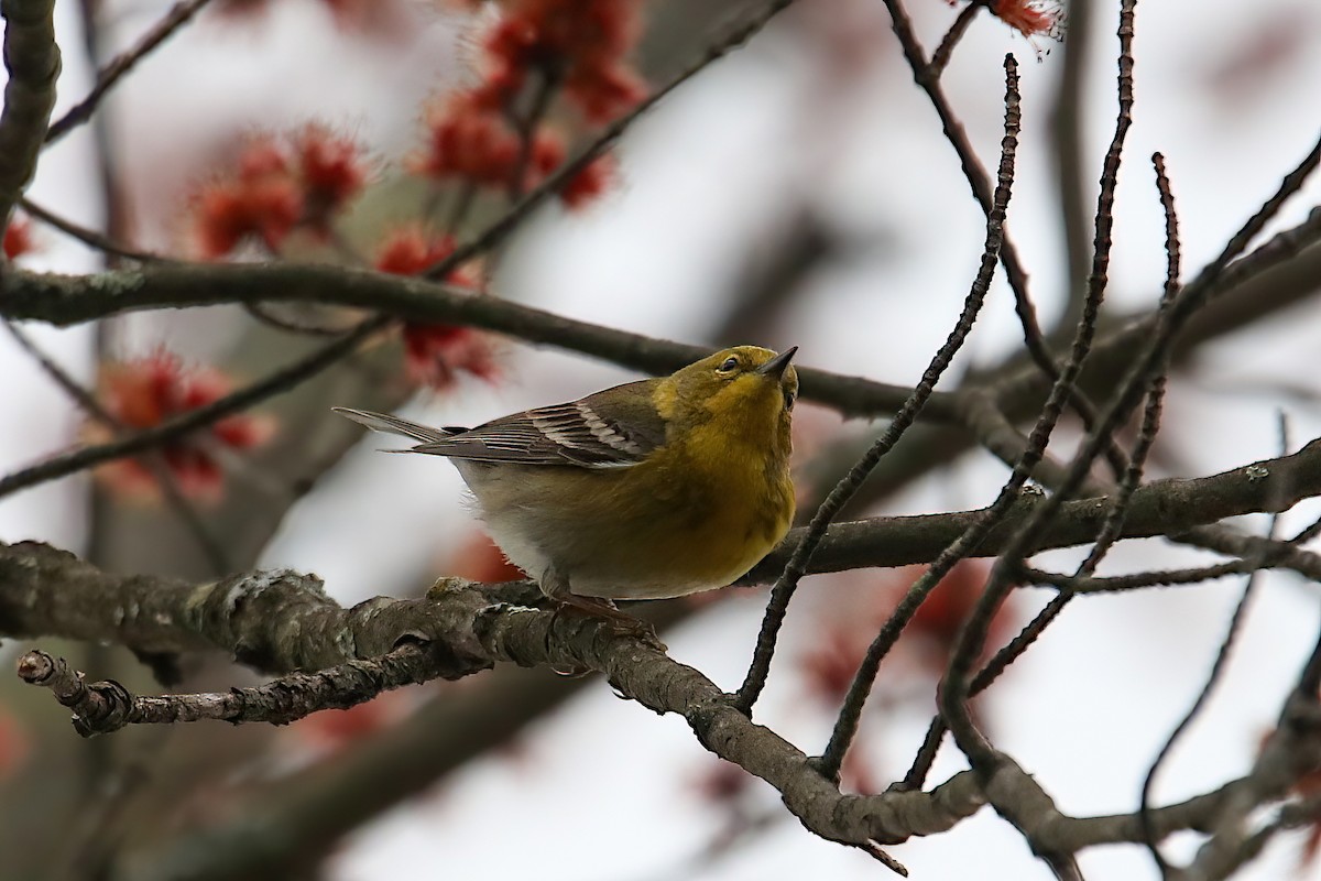 Pine Warbler - Anthony Macchiarola