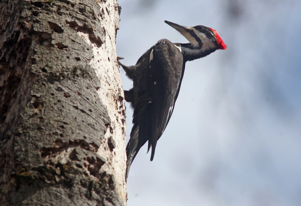 Pileated Woodpecker - ML553885441