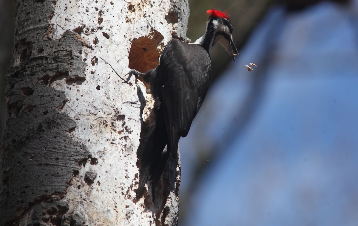 Pileated Woodpecker - ML553885451