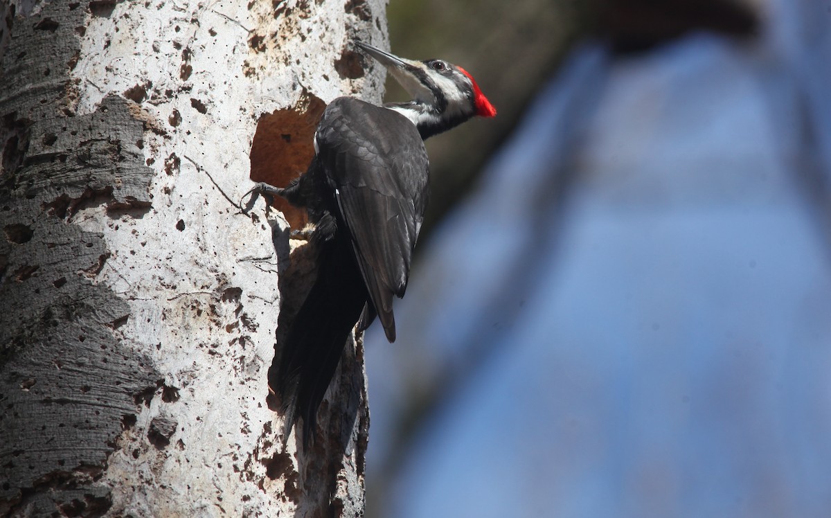 Pileated Woodpecker - ML553885471