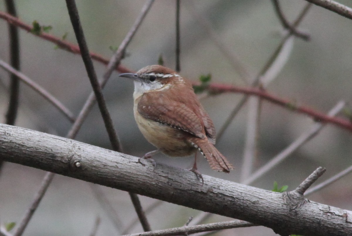 Carolina Wren - ML553885881