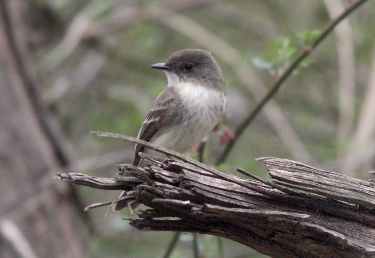 Eastern Phoebe - ML553885951