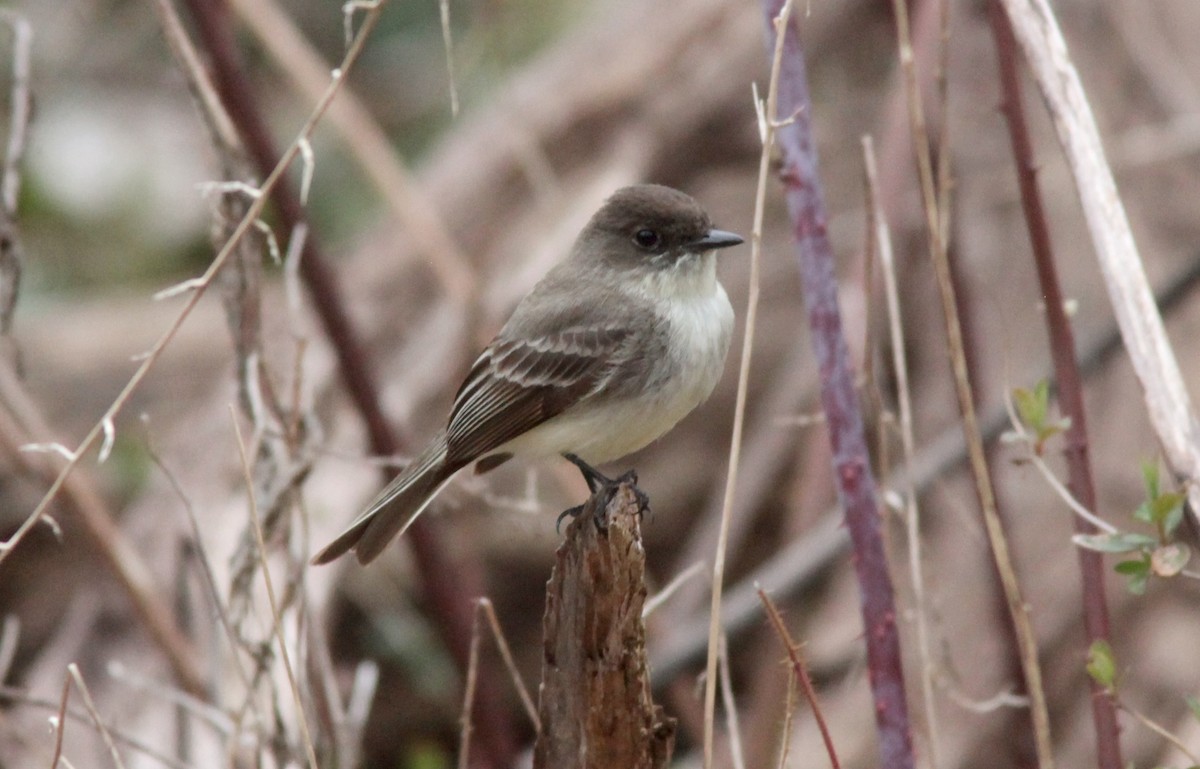 Eastern Phoebe - ML553885961