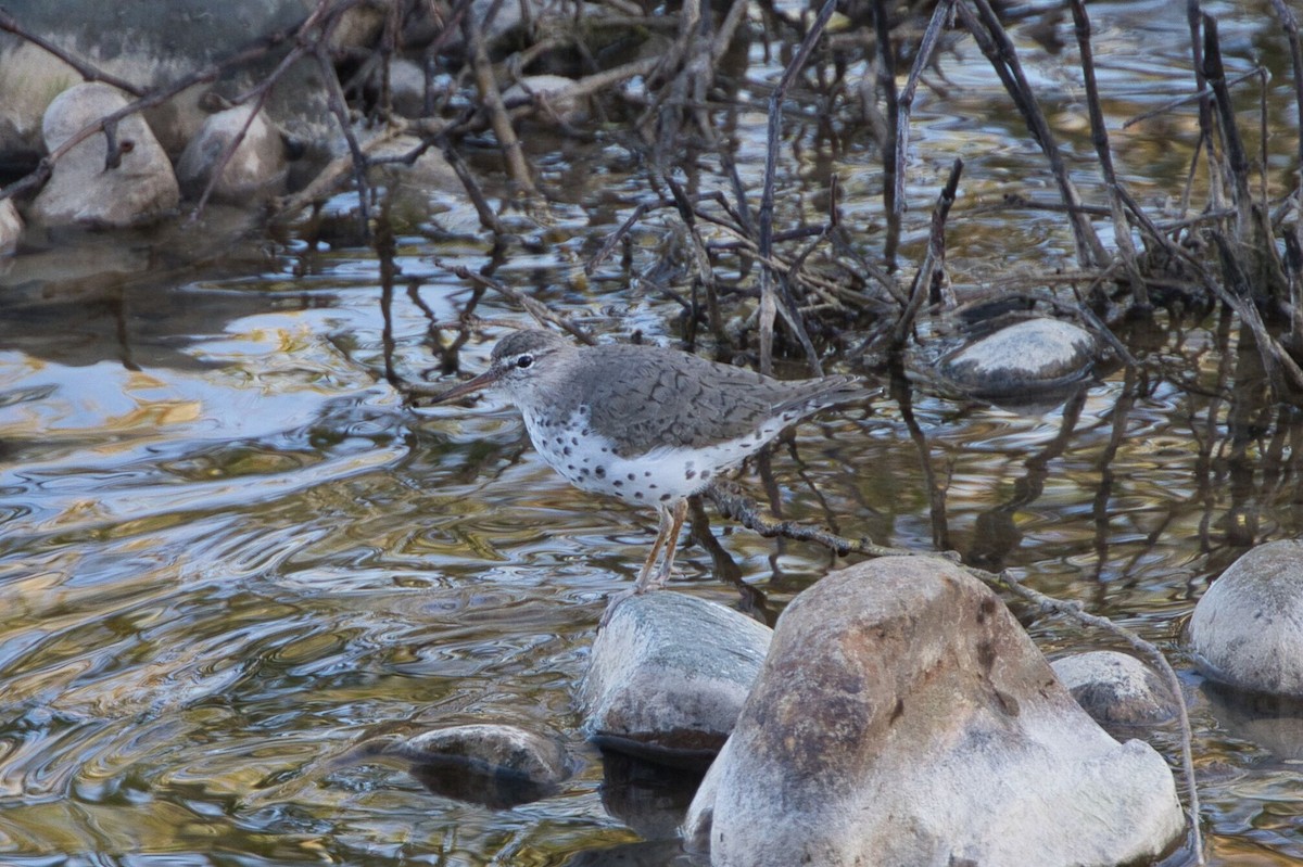 Spotted Sandpiper - Kevin Thomas