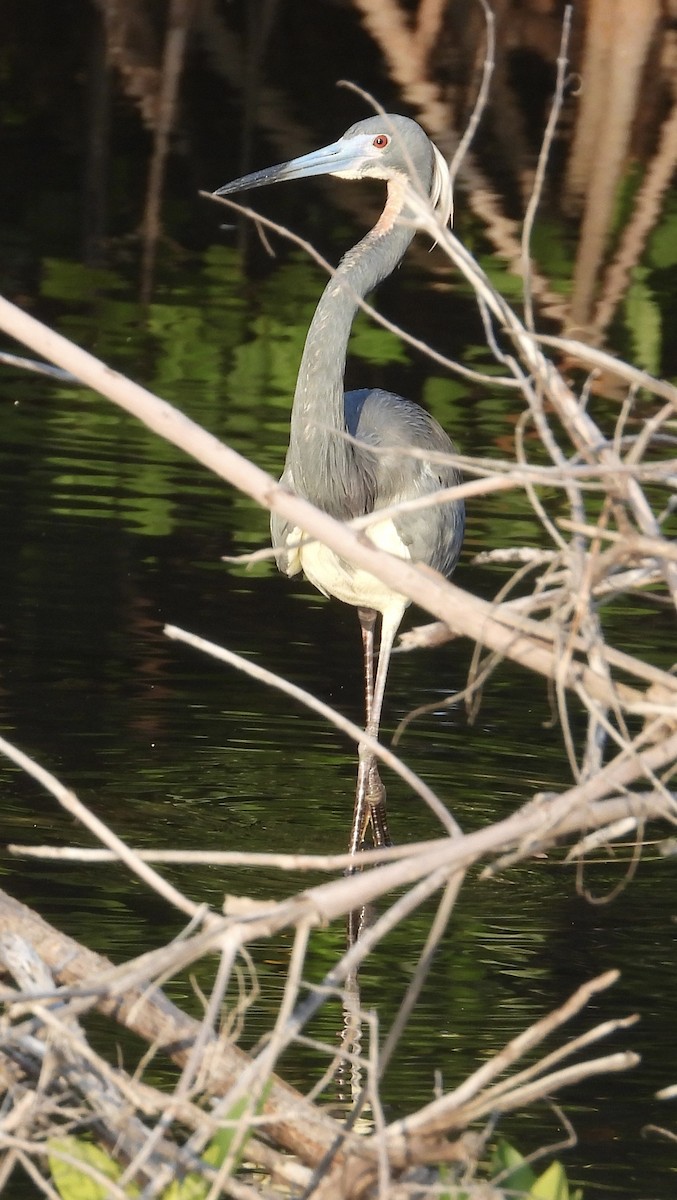 Tricolored Heron - ML553886291