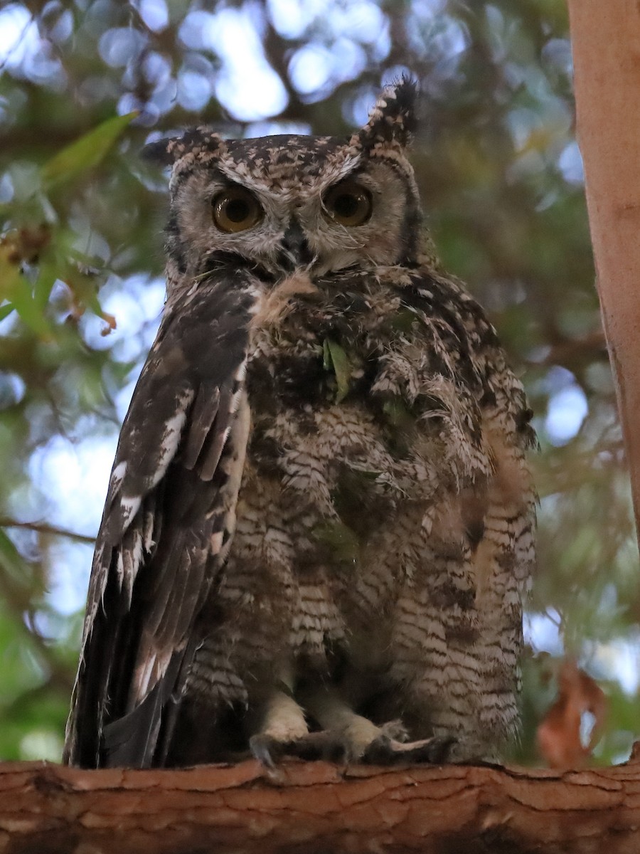 Spotted Eagle-Owl - ML553886541
