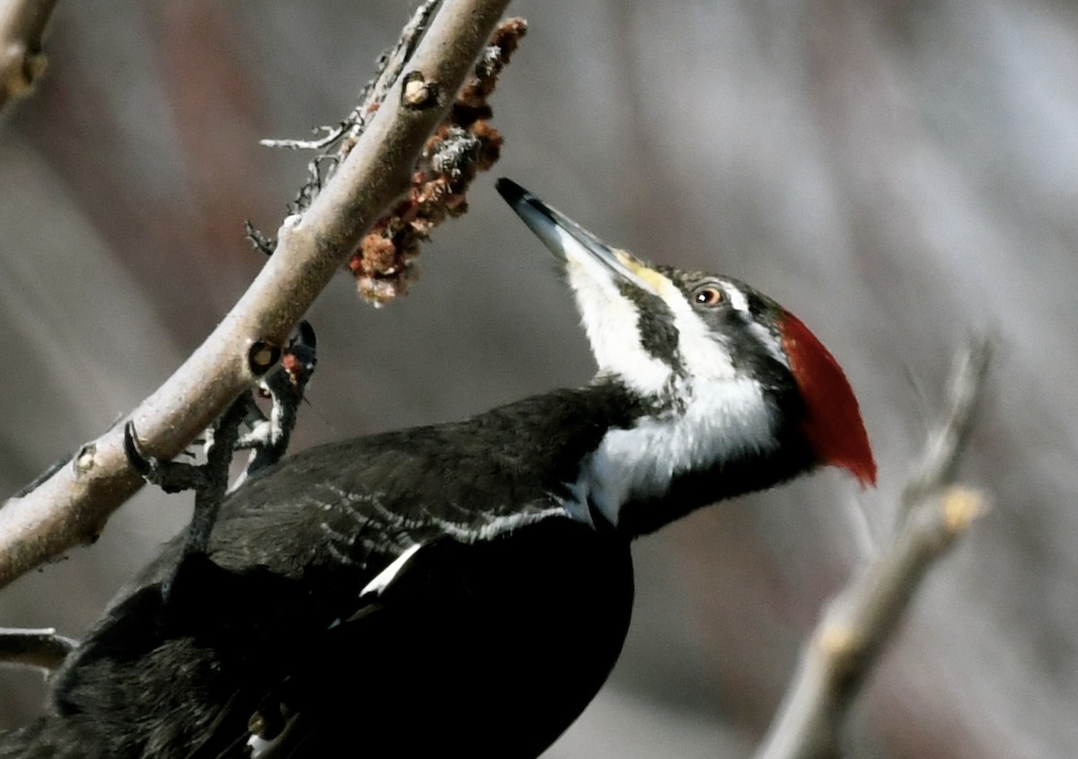 Pileated Woodpecker - ML553886651