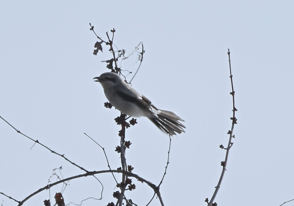 Alcaudón Boreal - ML553887061