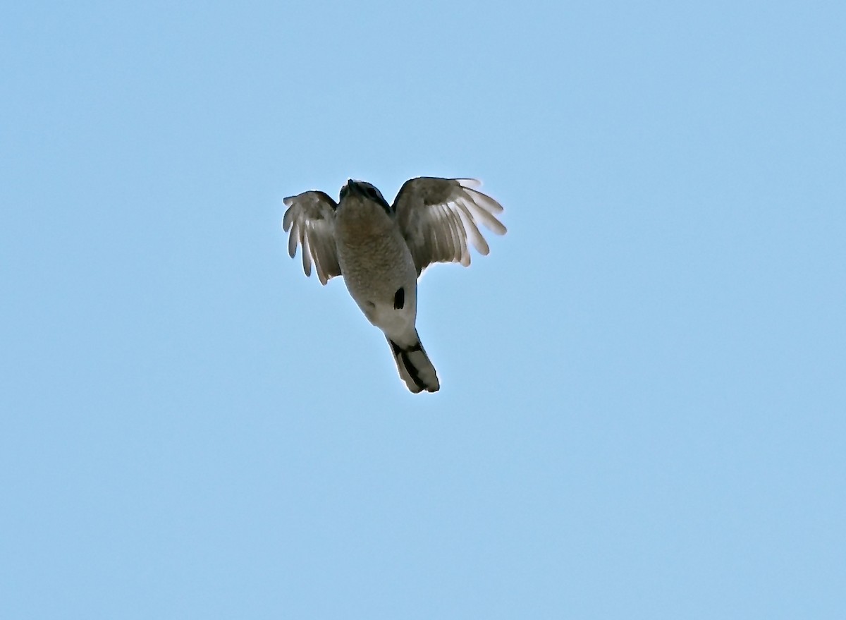 Northern Shrike - ML553887081