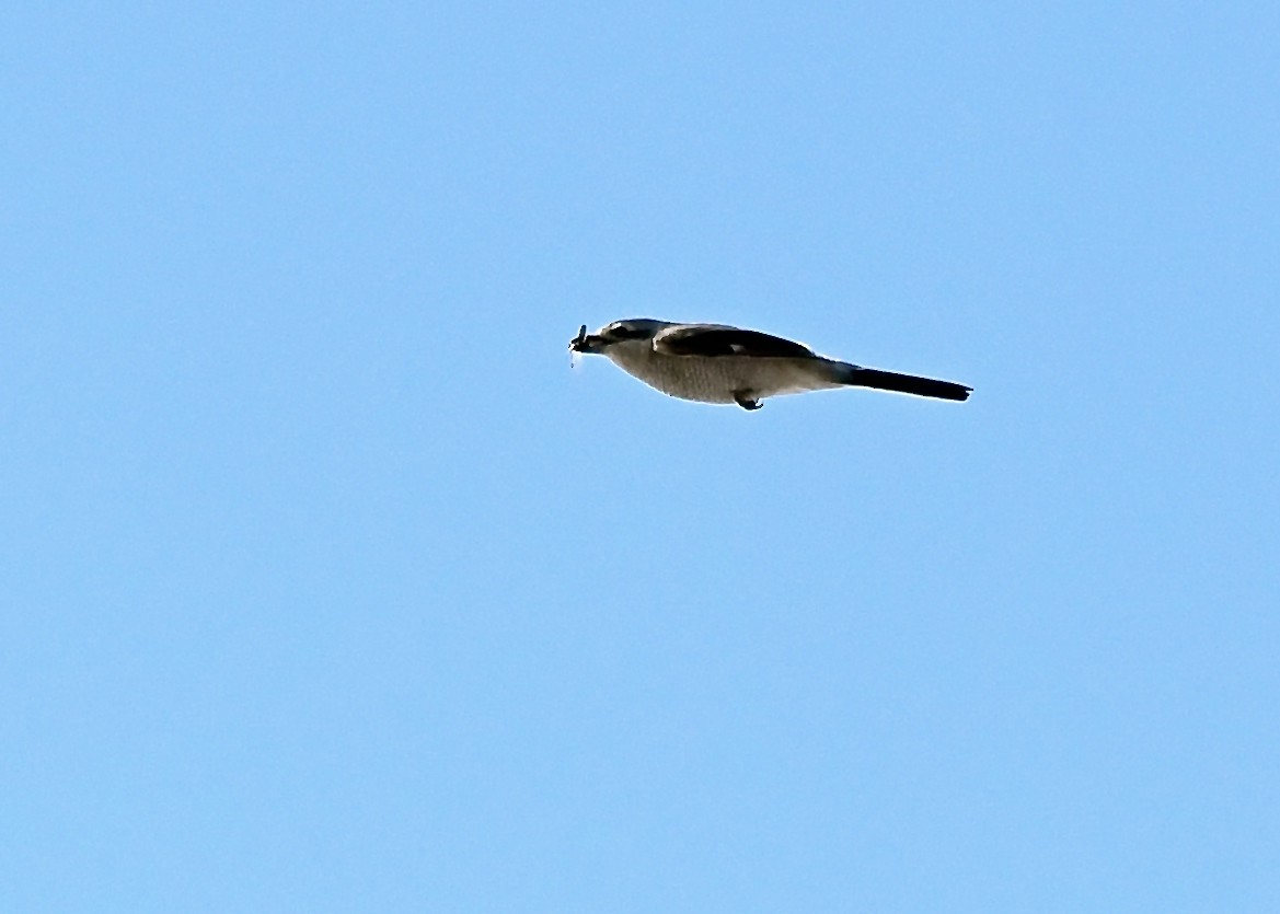 Northern Shrike - ML553887101