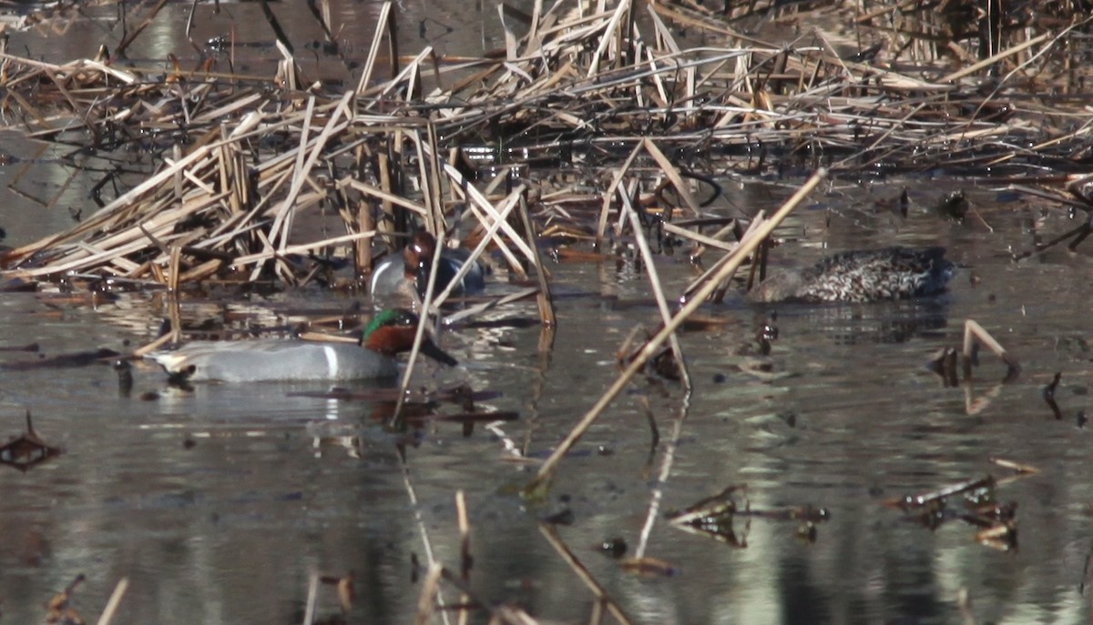 Green-winged Teal - Tom Smith