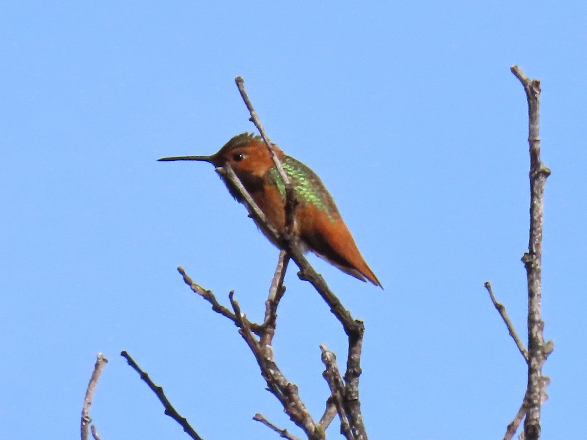Allen's Hummingbird - ML553888431
